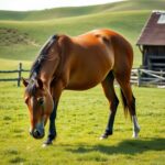 Gesunde Pferdehaltung – Tipps für mehr Wohlbefinden